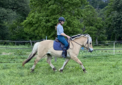 Beau Fjord de 4 ans, hongre