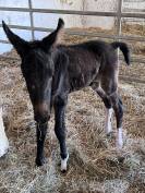 Mule et mulet à vendre au sevrage 