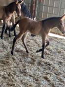 Mule et mulet à vendre au sevrage 