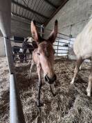 Mule et mulet à vendre au sevrage 