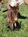 Mule et mulet à vendre au sevrage 