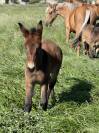 Mule et mulet à vendre au sevrage 