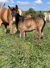 Mule et mulet à vendre au sevrage 