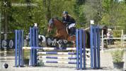 Poney 148cm , jument pour CSO, dressage , CCE