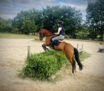 Poney 148cm , jument pour CSO, dressage , CCE