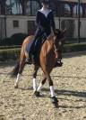 Poney 148cm , jument pour CSO, dressage , CCE