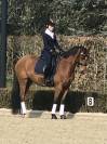 Poney 148cm , jument pour CSO, dressage , CCE