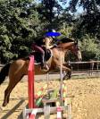 Poney 148cm , jument pour CSO, dressage , CCE