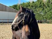 Hongre Irish cob