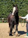 Hongre Irish cob