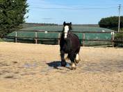 Hongre Irish cob