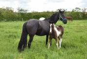 Jument Barock pinto (frison x KWPN) pleine et suitée 