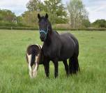 Jument Barock pinto (frison x KWPN) pleine et suitée 