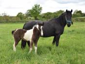 Jument Barock pinto (frison x KWPN) pleine et suitée 