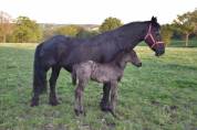 Poulain Barock pinto leopard (frison x appaloosa) 