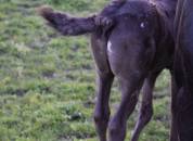 Poulain Barock pinto leopard (frison x appaloosa) 