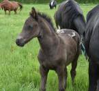 Poulain Barock pinto leopard (frison x appaloosa) 