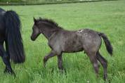 Poulain Barock pinto leopard (frison x appaloosa) 