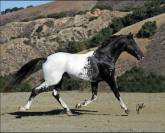 Poulain Barock pinto leopard (frison x appaloosa) 