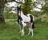 Pouliche barock pinto (frison x Kwpn)