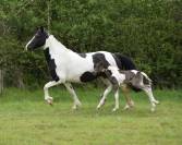 Pouliche barock pinto (frison x Kwpn)