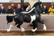 Pouliche barock pinto (frison x Kwpn)