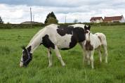 Poulain Barock pinto homozygote tobiano futur etalon 