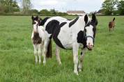 Poulain Barock pinto homozygote tobiano futur etalon 