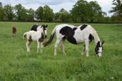 Poulain Barock pinto homozygote tobiano futur etalon 