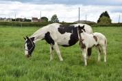 Poulain Barock pinto homozygote tobiano futur etalon 