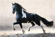 Poulain Barock pinto homozygote tobiano futur etalon 