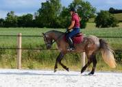 Poney D connemara 4 ans