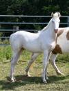 Poulain DSA tobiano cremello  