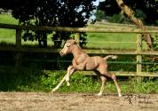 OLDENBURGER PALOMINO 