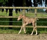 OLDENBURGER PALOMINO 