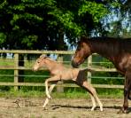 OLDENBURGER PALOMINO 