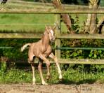 OLDENBURGER PALOMINO 