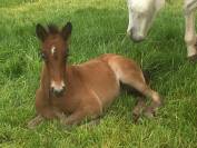 Poulain Camargue disponible en decembre