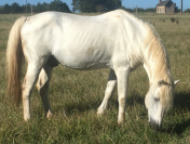 Poulain Camargue disponible en decembre