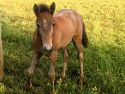 Poulain Camargue disponible en decembre