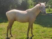 Vend poulain palomino