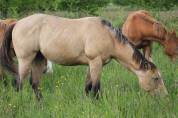 Yearling quarter horse 