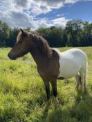 Poney shetland PP 2 ans 