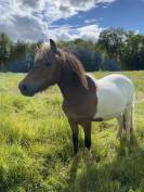 Poney shetland PP 2 ans 