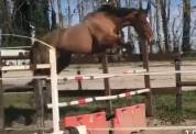 Cheval et Poney avendre fin d activité élevage 