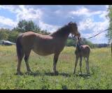 Cheval et Poney avendre fin d activité élevage 