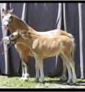 Cheval et Poney avendre fin d activité élevage 