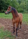 Pouliche yearling 15 mois welsh part bred