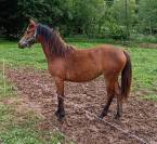 Pouliche yearling 15 mois welsh part bred