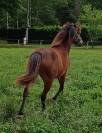 Pouliche yearling 15 mois welsh part bred